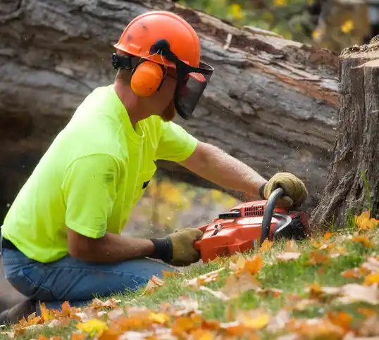 tree services South Weldon